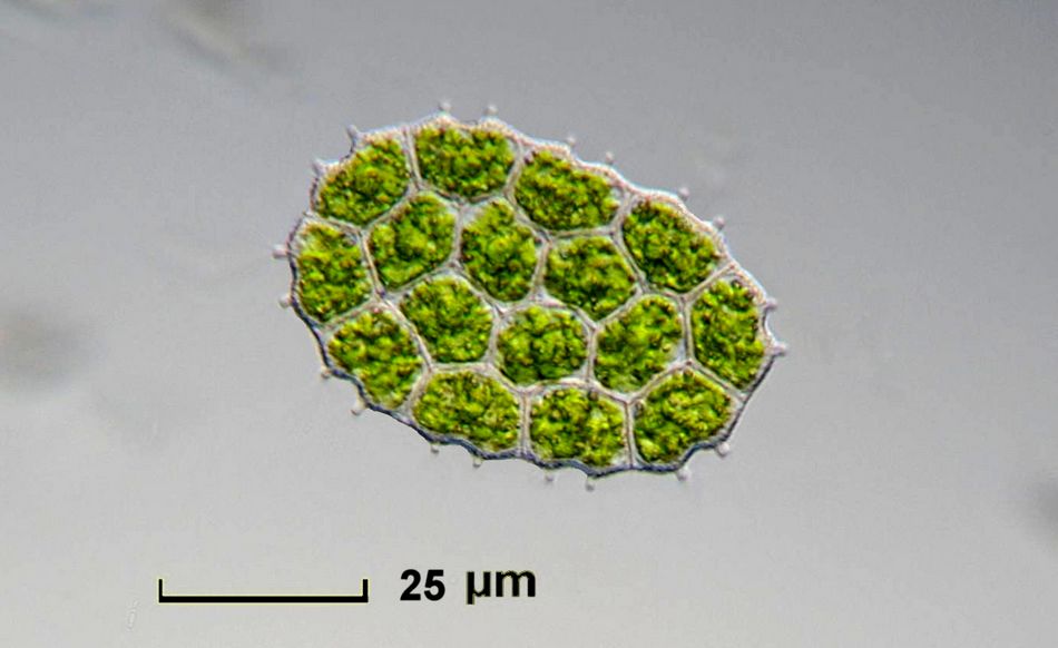 Pediastrum integrum